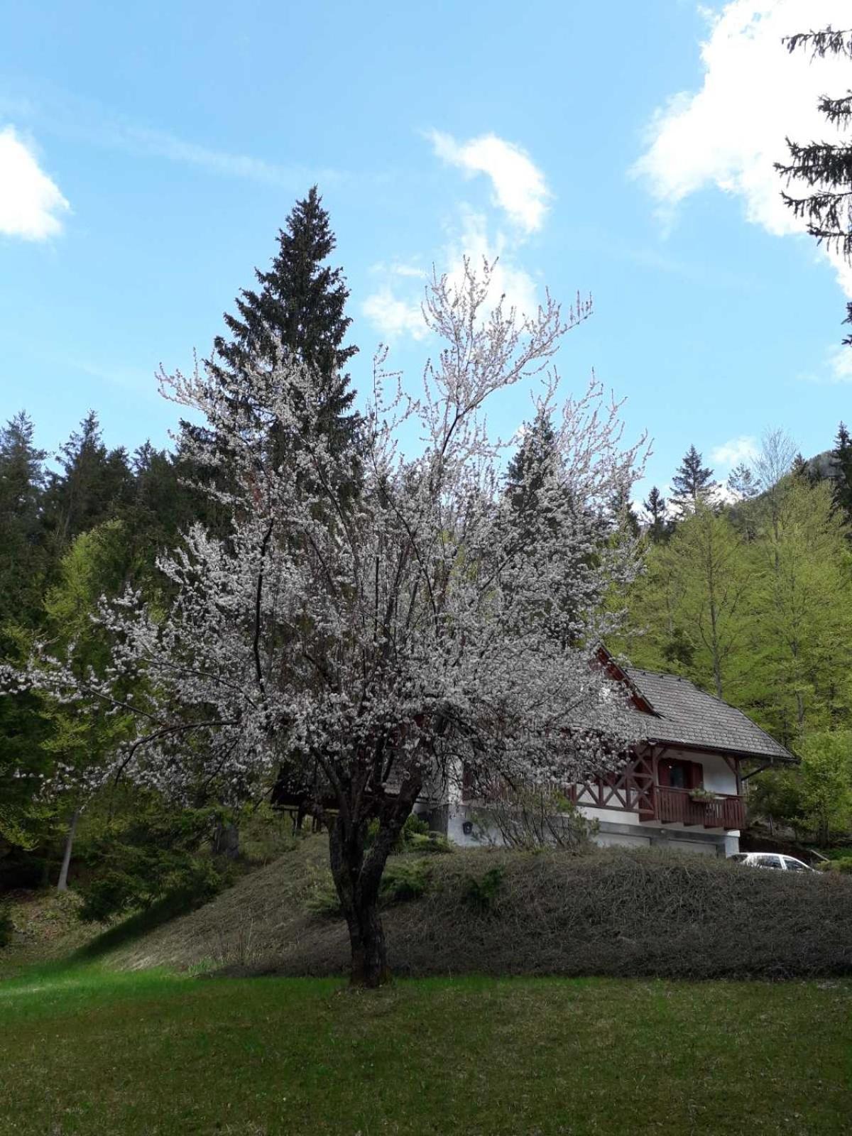 Apartma Gaja Kranjska Gora Extérieur photo